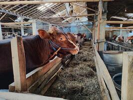 agricultores ter começado meia vacas dentro preparação para a eid al-qurban feriado foto