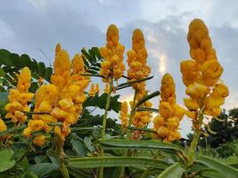 amarelo flores em uma nublado céu foto