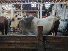 agricultores ter começado meia vacas dentro preparação para a eid al-qurban feriado foto