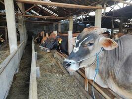 agricultores ter começado meia vacas dentro preparação para a eid al-qurban feriado foto