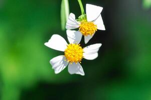 mendigos marcação, bidens Alba, bidens pilosa ou bidens pilosa eu, Preto jack ou vassoura bastão ou vassoura coisa ou sapateiros pinos, Demonios agulhas ou peludo mendigo carrapatos ou peludo bidens ou espanhol agulha foto