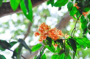 asoka, caesalpiniaceae ou Saraca indica linn ou ashoka árvore ou Saraca Asoca ou laranja flor foto