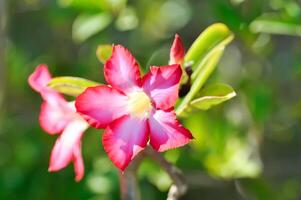 deserto rosa, apociáceas ou adenium obesum ou zombar azálea ou rosabignonia ou impala lírio ou vermelho bignonia foto