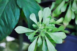 monadênio, eufórbio Ritchiei ou euphorbiaceae foto