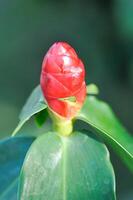 costus especioso, crepe gengibre ou malaio gengibre ou espiral bandeira ou cheilocostus especioso, costaceae ou bengala cana foto