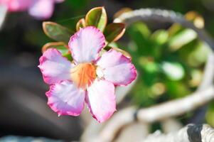 deserto rosa, apociáceas ou adenium obesum ou zombar azálea ou rosabignonia ou impala lírio ou Rosa bignonia foto