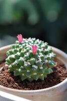 mamillaria ou mamillaria erusamu f ou rebutia minúscula com Rosa flor ou cacto ou suculento foto