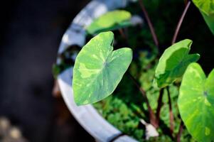 colocasia esculenta, limão Lima lagartixa ou colocasia foto