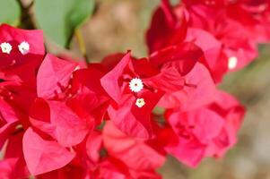 buganvílias ou papel flor , vermelho papel flor foto