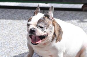 bocejando cachorro, boquiaberto cachorro ou francês buldogue ou velho francês buldogue foto