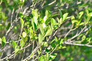 banyan árvore ou ficus annulata ou ficus bengaliense foto