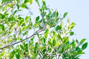 banyan árvore ou ficus annulata ou ficus bengaliense plantar e céu foto