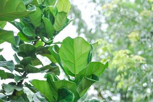 ficus lirata guerra, moraceae ou violino folha FIG foto