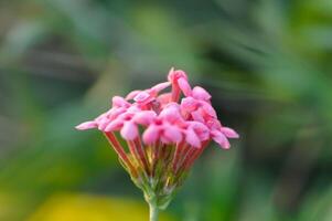 Panamá rosa ,aracnotrix leucophylla ou aracnothrix leucophylla Kunth prancha ou rubiaceae foto