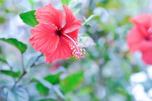 chinês rosa ou hibisco ou hibisco rosa sinensis ou hibiscea ou malvaceae , vermelho hibisco flor foto