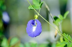 borboleta ervilha , azul ervilha flor ou clitoria ternatea eu foto