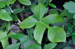 filodendro squamiferum ou filodendro pedalado, filodendro ou araceae foto