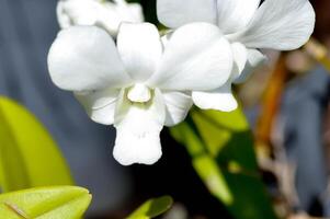 branco orquídea , dendrobium sp ou Orchidaceae foto