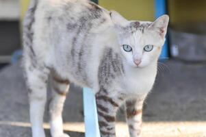 gato ou cinzento gato, felis catus ou felis catus domestica foto