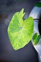 colocasia esculenta, limão Lima lagartixa ou colocasia foto