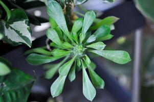 monadênio, eufórbio Ritchiei ou euphorbiaceae foto