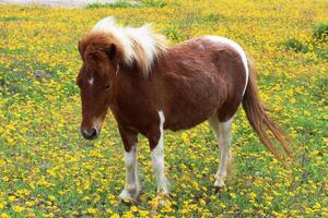 uma Shetland pónei entre texas flores silvestres dentro refúgio. foto