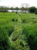 lindo ampla verde Relva campo com cortador de grama foto