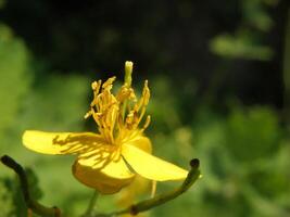 lindo androsemo flor foto