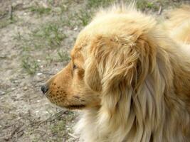 dourado cachorro face foto