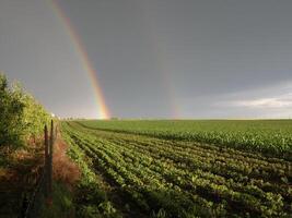 lindo Duplo arco Iris dentro uma campo foto