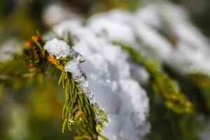 Derretendo neve em abeto árvore galhos ao ar livre. foto