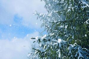 neve coberto abeto abeto árvore galhos ao ar livre. foto