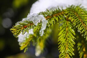 Derretendo neve em abeto árvore galhos ao ar livre. foto