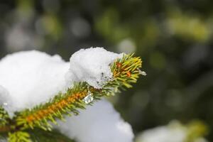 neve coberto abeto árvore galhos ao ar livre. foto