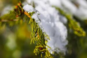 Derretendo neve em abeto árvore galhos ao ar livre. foto