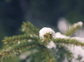 neve coberto abeto árvore galhos ao ar livre. foto