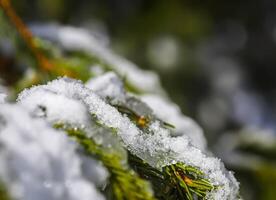 Derretendo neve em abeto árvore galhos ao ar livre. foto