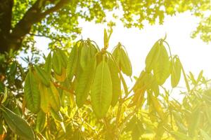 verde folhas do exótico plantas foto