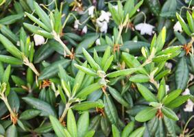 verde folhas do exótico plantas foto