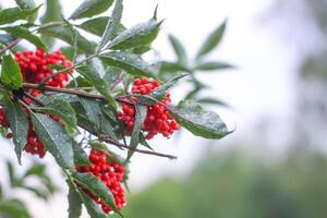 sambucus racemosa, comum vermelho sabugueiro, frutas vermelhas mais velho bagas em a ramo dentro a jardim. foto