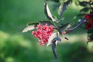 sambucus racemosa, comum vermelho sabugueiro, frutas vermelhas mais velho bagas em a ramo dentro a jardim. foto