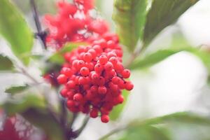 sambucus racemosa, comum vermelho sabugueiro, frutas vermelhas mais velho bagas em a ramo dentro a jardim. foto