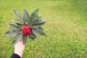 sambucus racemosa, comum vermelho sabugueiro, frutas vermelhas mais velho bagas em a ramo dentro a jardim. foto