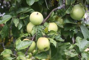 maçãs na árvore foto