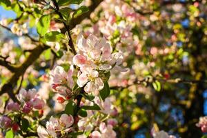 florescendo maçã árvore às Primavera dentro a interior. foto
