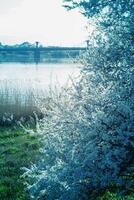 Primavera panorama com florescendo maçã árvores foto