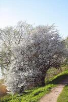 Primavera panorama com florescendo maçã árvores foto