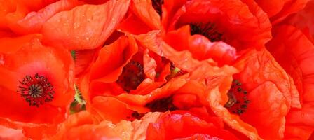 vermelho papoula flores dentro luz solar foto