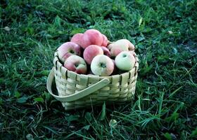 fresco maduro maçãs dentro uma cesta dentro a verão jardim foto
