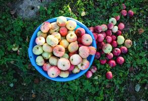 vermelho maçãs dentro verão jardim foto